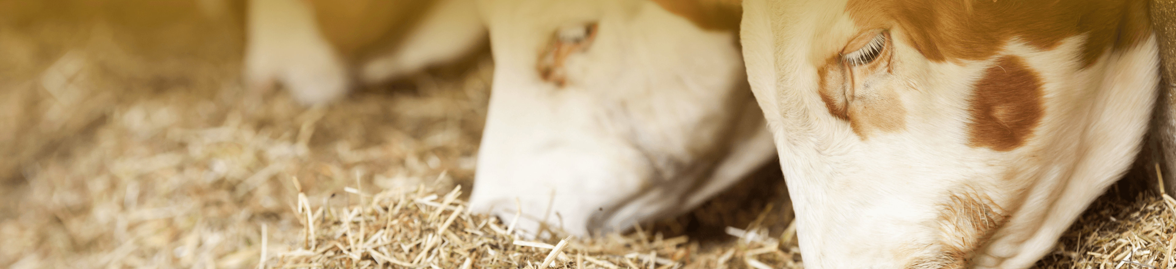 Background Image Background Image