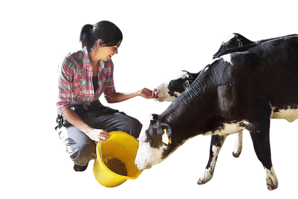 Animal Feed image Animal Feed image